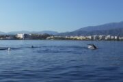dolphins torre del mar nerja boat trips costa del sol